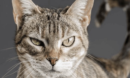 猪腰鸡子汤最简单三个步骤-猪腰鸡子汤功效与作用禁忌专区_猪腰鸡子汤功效与作用是什么专区_猪腰鸡子汤功效与作用网